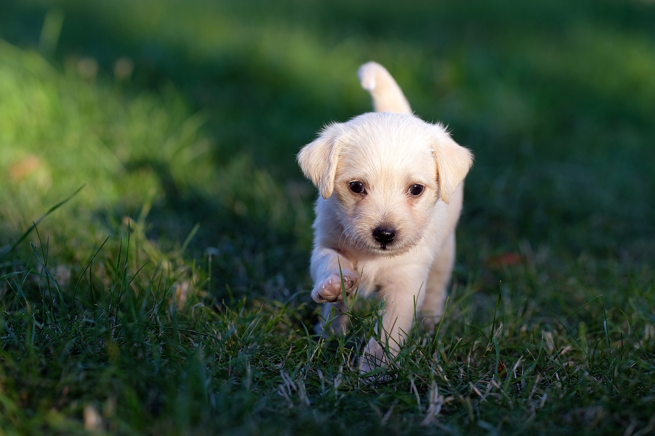 How to Address Nipping Behavior in Puppies